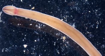 Media type: image; Invertebrate Zoology 135324